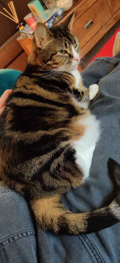 Tabby cat being petted on a lap beside a book