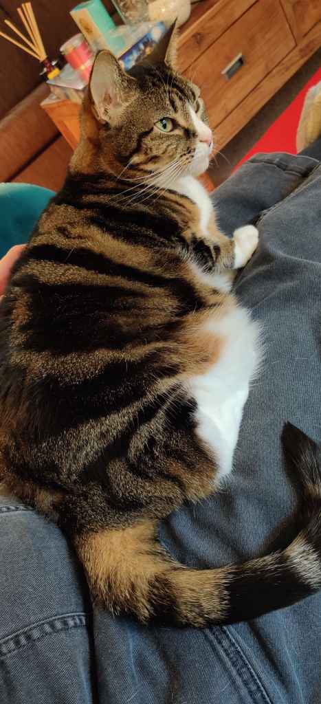 Tabby cat being petted on a lap beside a book