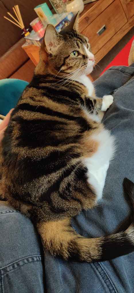 Tabby cat being petted on a lap beside a book