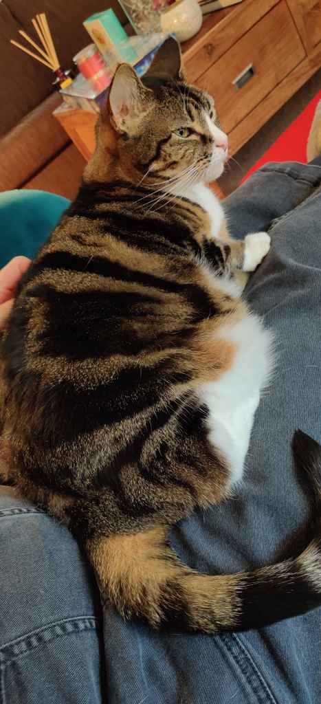 Tabby cat being petted on a lap beside a book