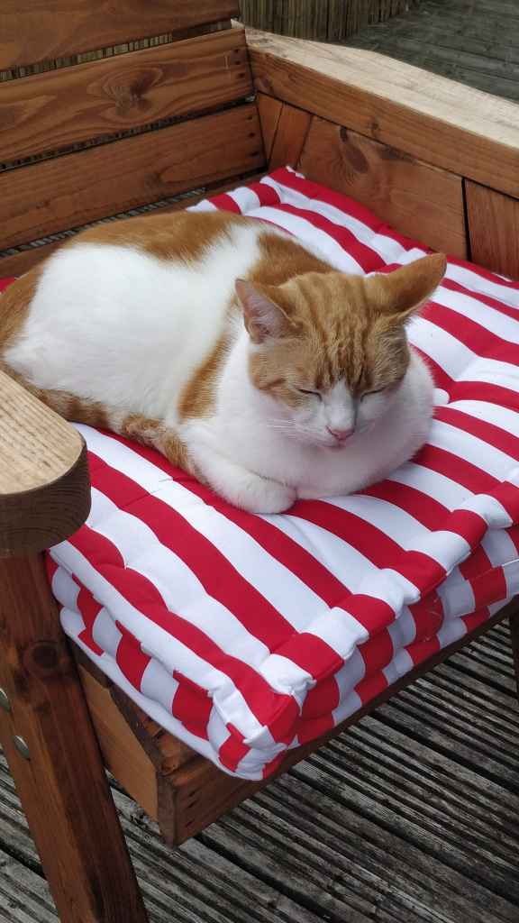 Ginger and white cat standing on a wooden deck
