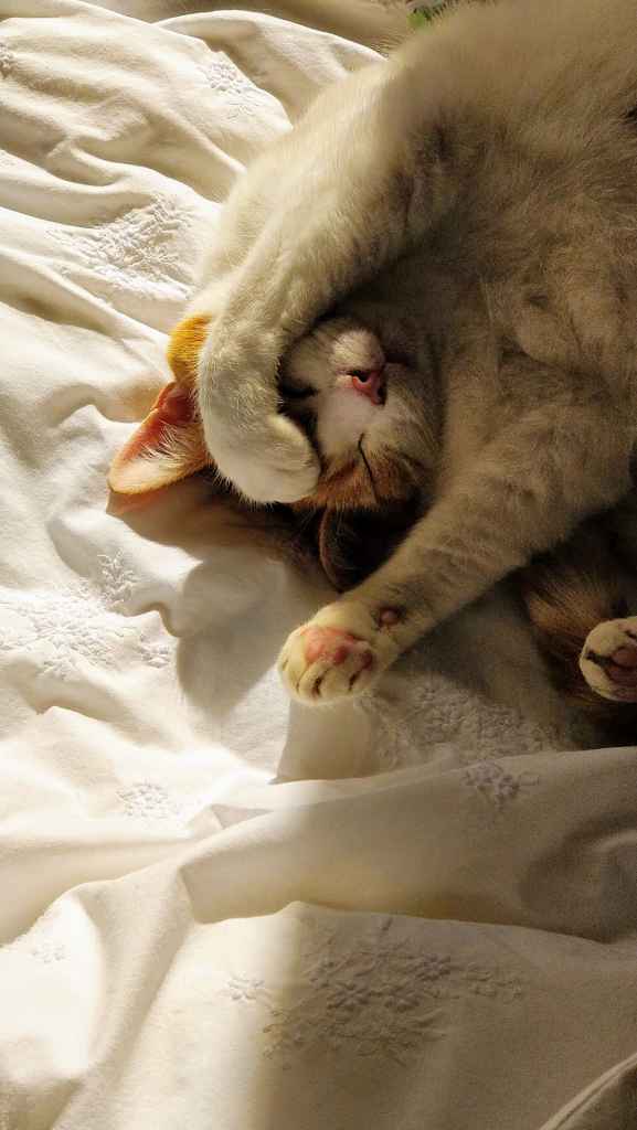 Ginger cat with white markings relaxing on a lap, looking sleepy