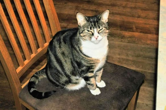 Cat relaxing