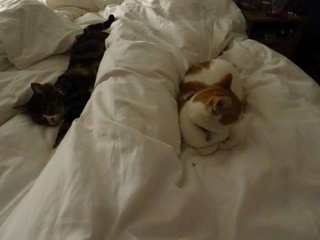 Two cats sleeping on a white bed