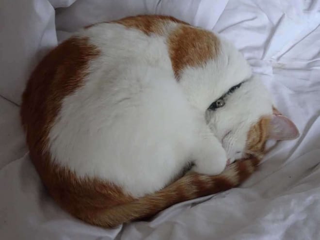 Ginger and white cat curled up sleeping on white sheets