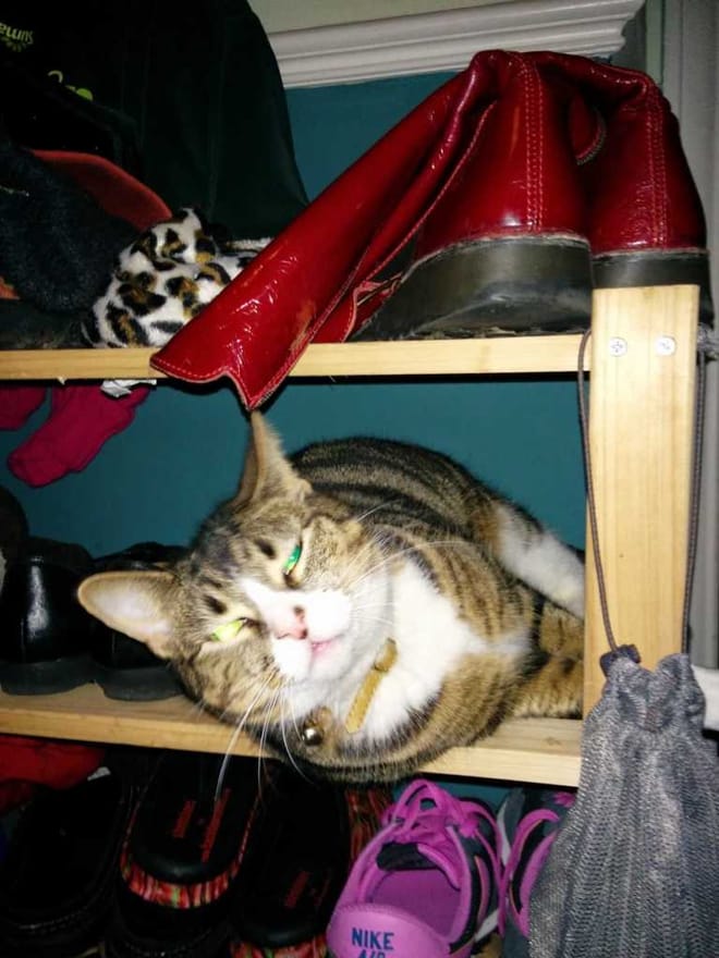 Tabby cat lounging on a shoe shelf with red patent boots and Nike trainers