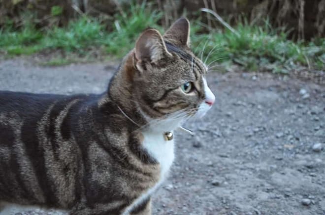 Tabby cat with white chest and bell collar looks to the right