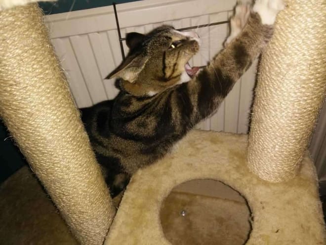 Tabby cat scratching a sisal-covered cat tree