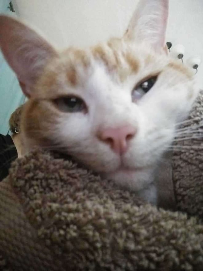 Close-up of a ginger and white cat resting on a brown blanket