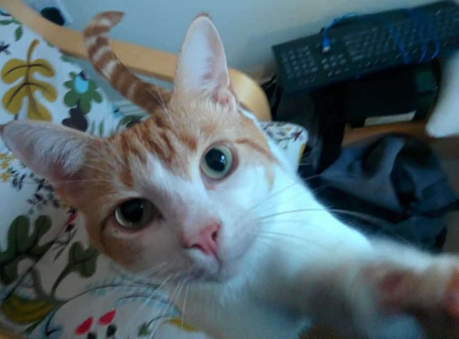 Close-up of a ginger and white cat's face with green eyes