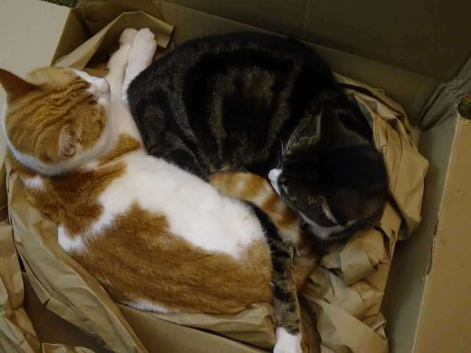 Two cats sleeping curled up together in a cardboard box