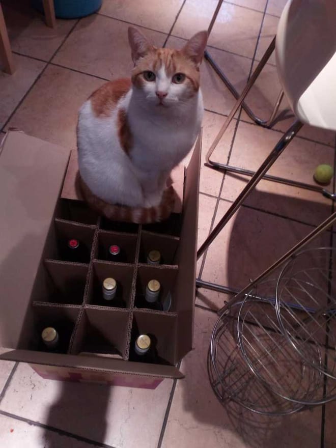 Ginger and white cat sitting in a cardboard box of wine bottles