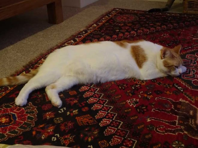 Ginger and white cat sleeping on a Persian rug