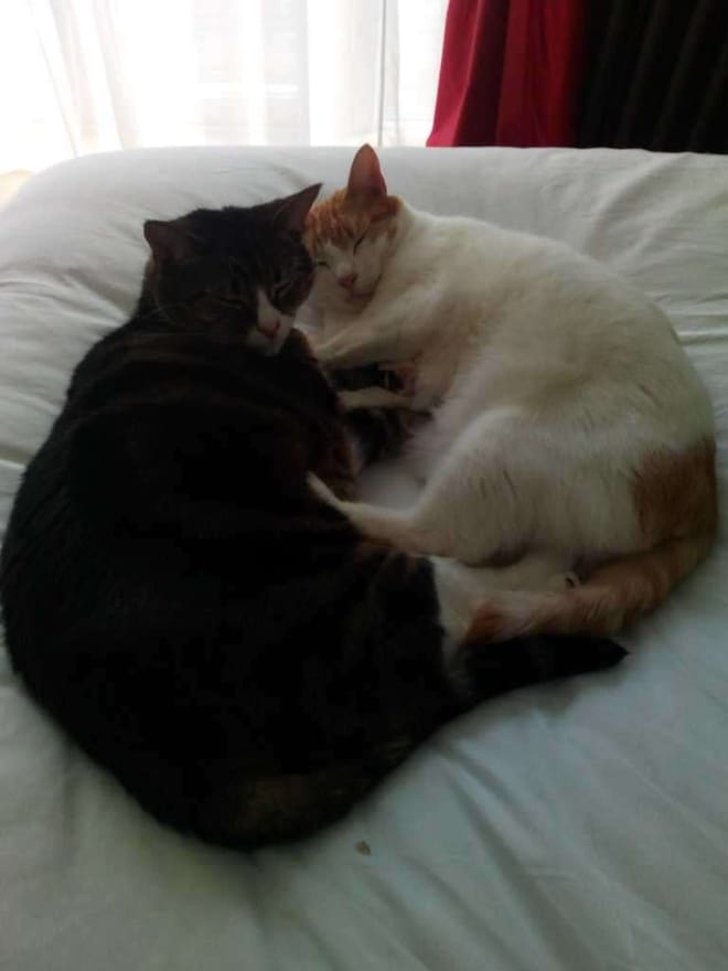 Two cats sleeping curled up together on a white bed