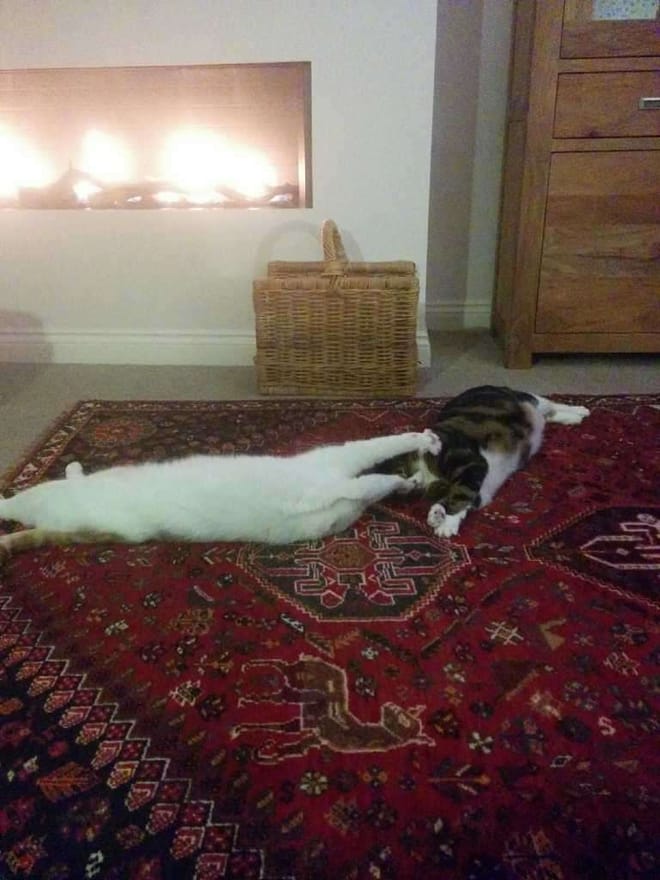 Two cats playing on a red patterned rug near a fireplace