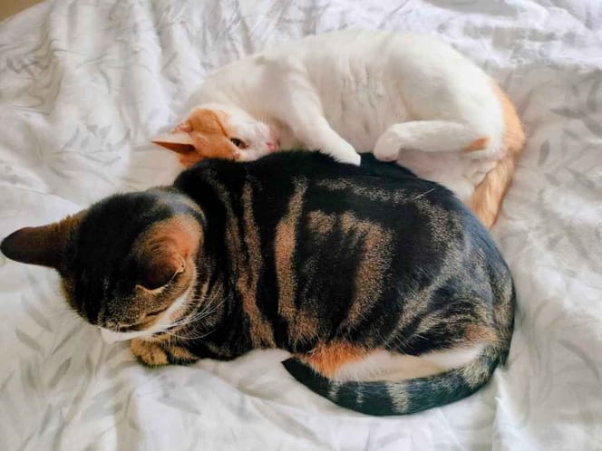 Two cats sleeping together on a white patterned blanket