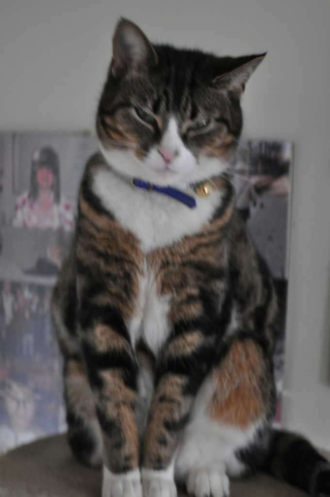 Tabby and white cat sitting upright wearing blue collar with gold bell
