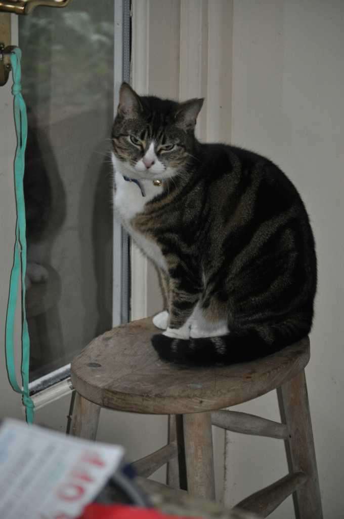 Tabby and white cat sitting on a wooden stool beside a window