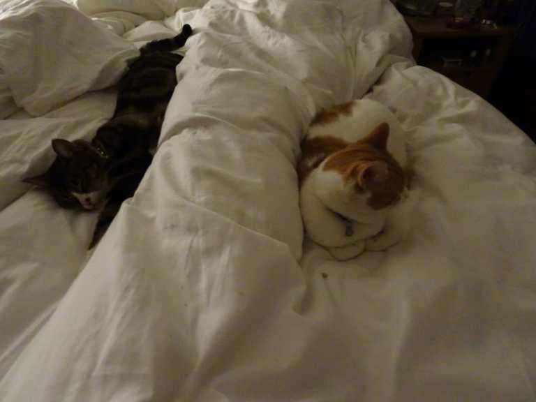 Two cats, one tabby, one ginger and white, resting on white bedding