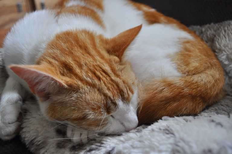 Ginger and white cat curled up sleeping on grey fluffy blanket
