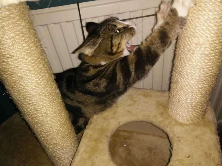 Tabby cat on a cat tree, mouth open, one paw raised