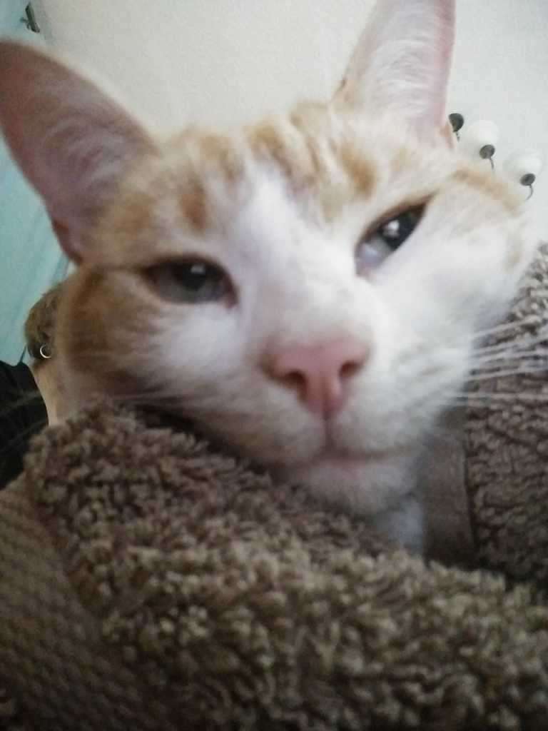 Ginger and white cat resting chin on brown textured blanket, looking at camera