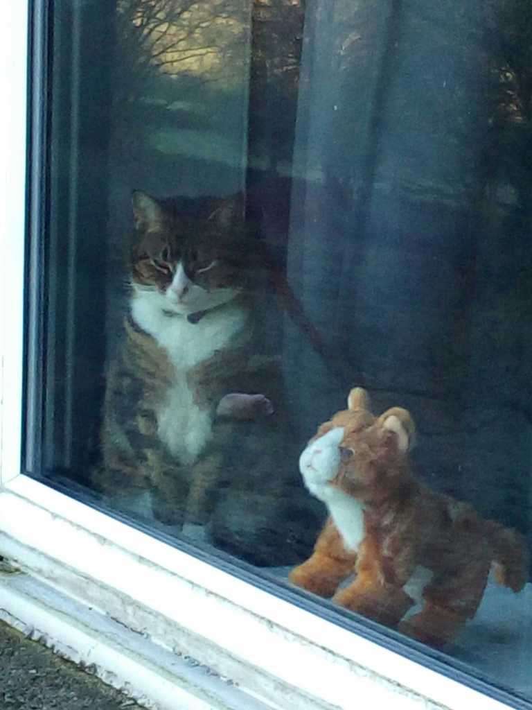 Tabby and white cat seated at a window beside a small stuffed tiger toy