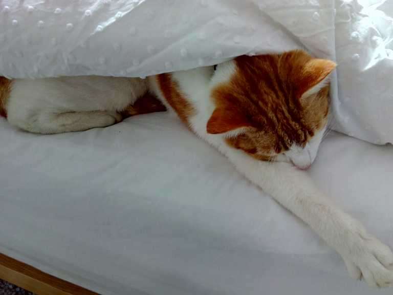 Ginger and white cat sleeping tucked under white duvet on bed