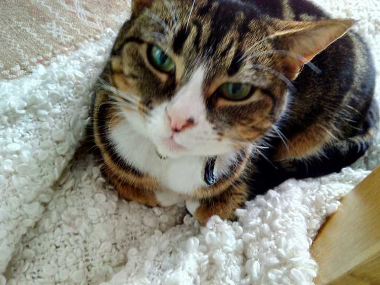 Tabby cat with green eyes sitting on white fluffy rug wearing black collar