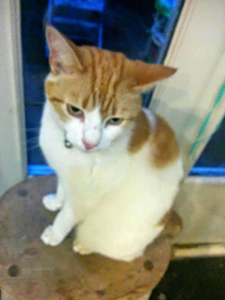 Ginger and white cat sitting on a wooden stool wearing a small collar