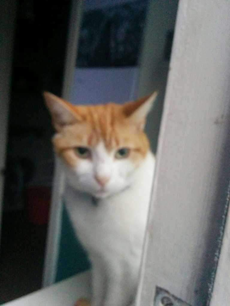 Ginger and white cat sitting beside a white door frame indoors