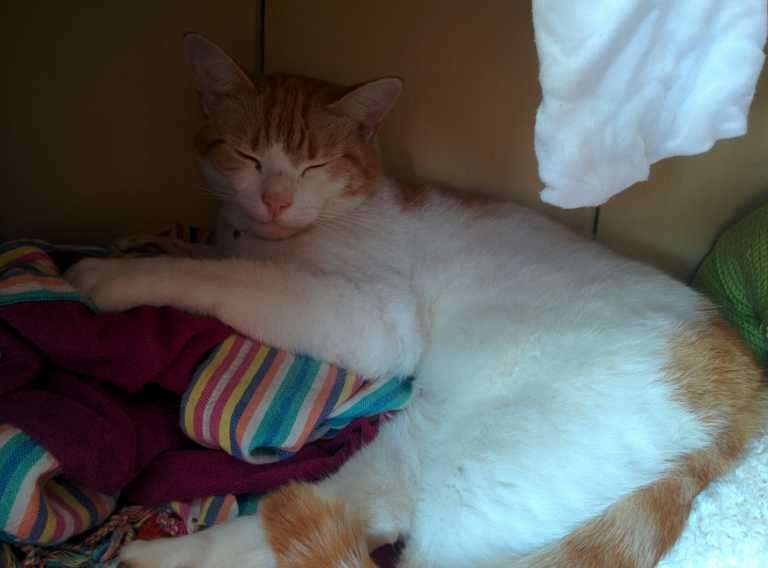 Ginger and white cat lying curled on colourful striped and burgundy fabric