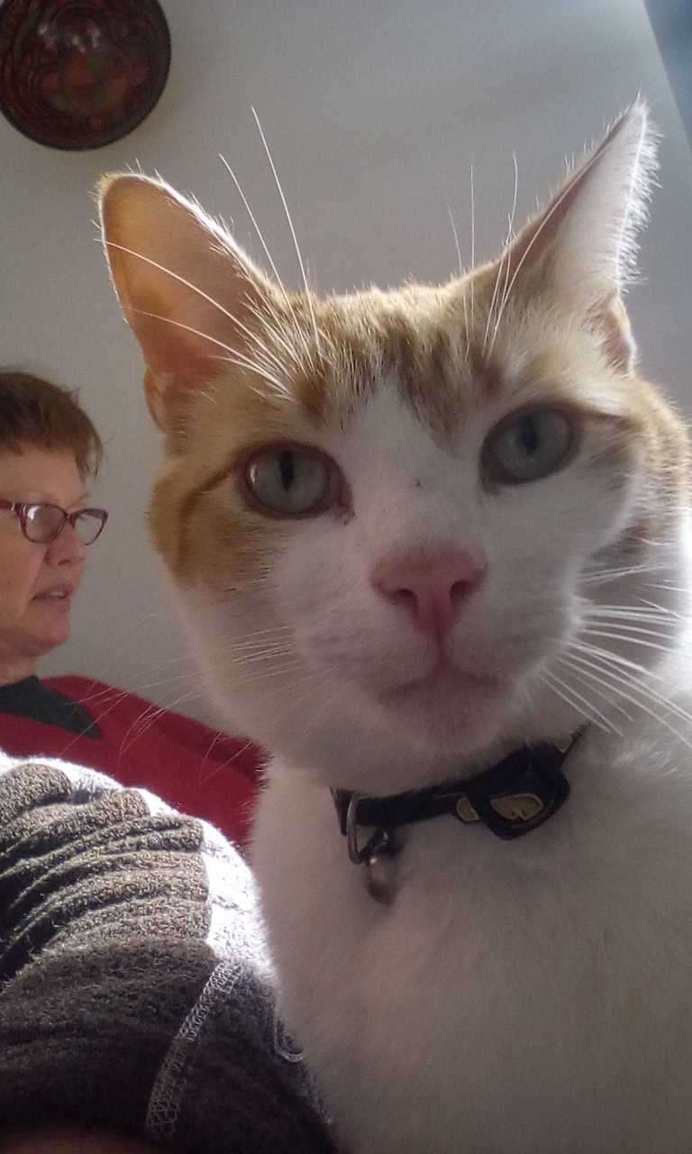 Ginger and white cat wearing a black collar, close-up, person visible behind