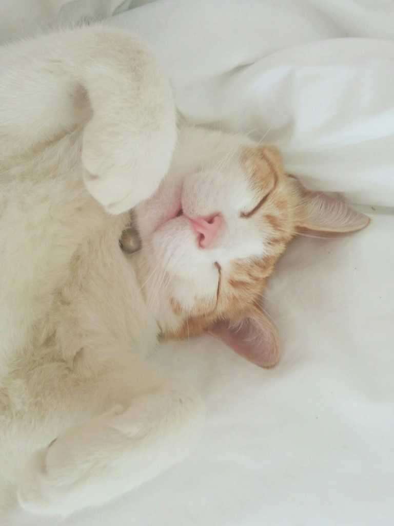 Ginger and white cat sleeping on white bedding beside a soft toy