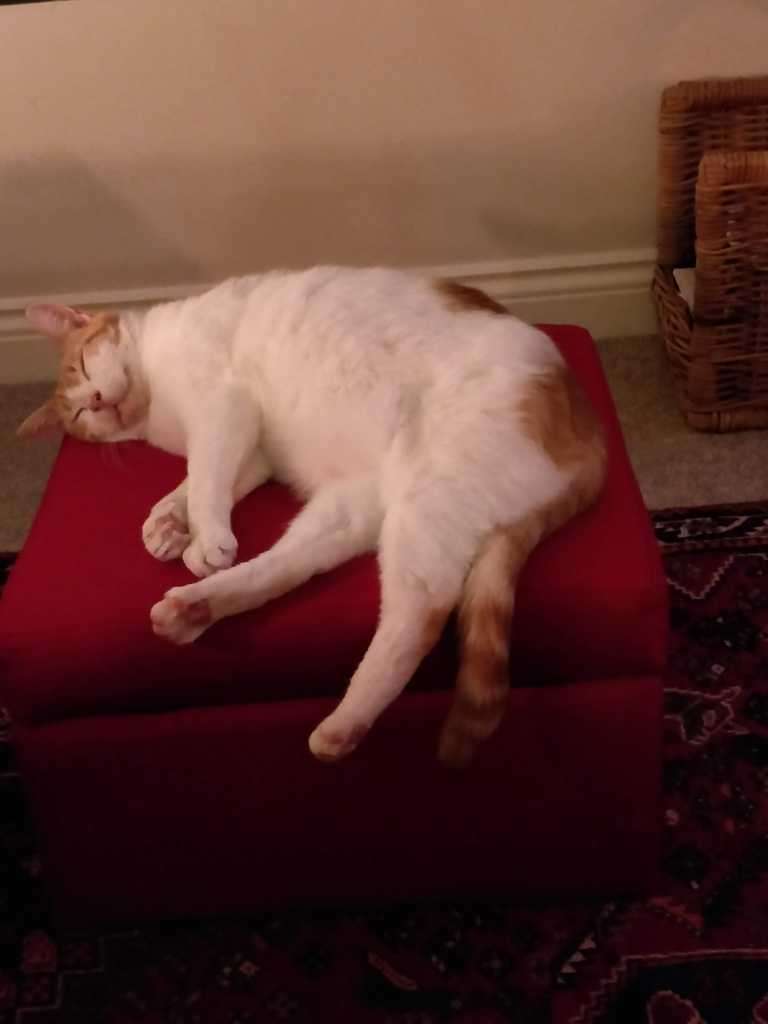 George and Gilbert indoors in February 2019