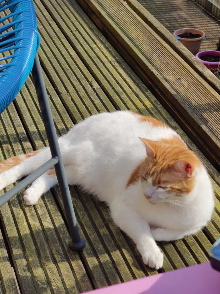 Ginger and white cat curled up on wooden decking beside a chair leg