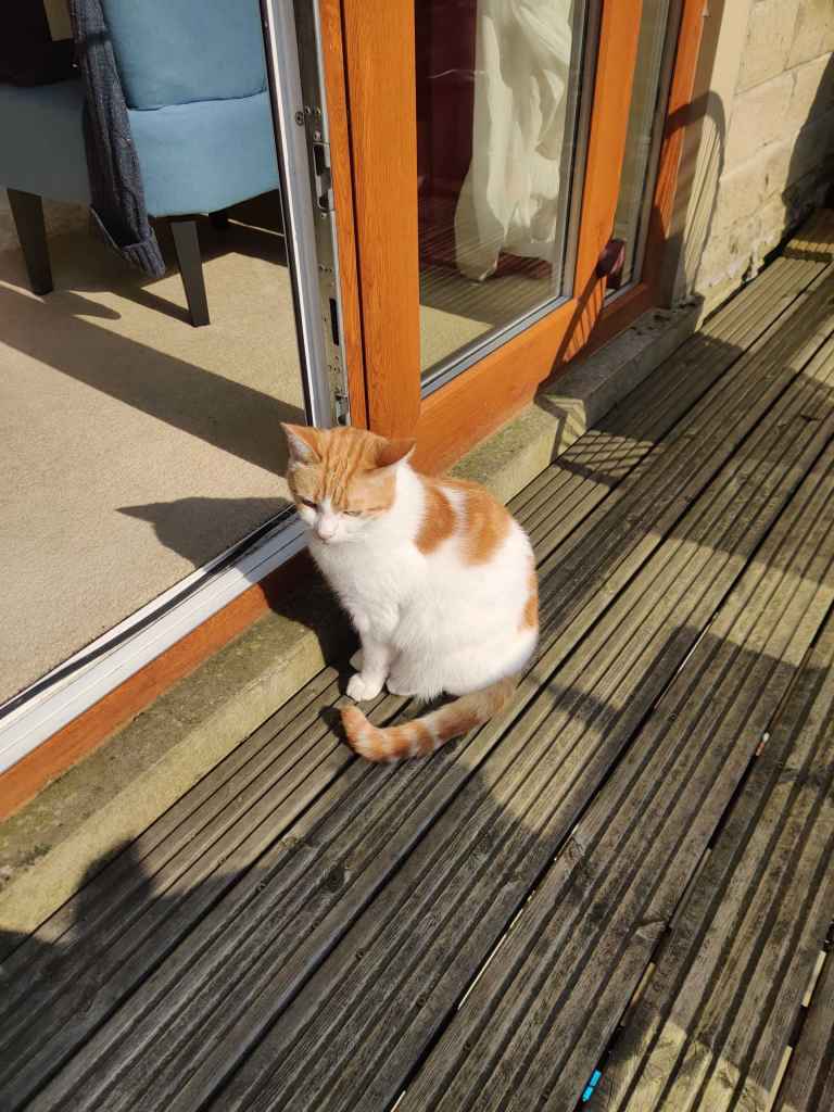 Ginger and white cat sitting on wooden decking beside a sliding glass door