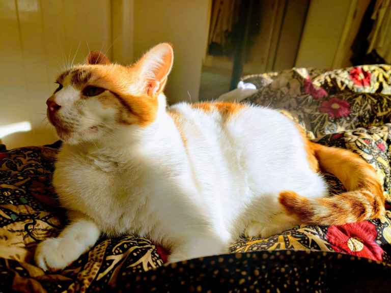 Ginger and white cat lounging on a floral patterned bedspread, gazing to the left