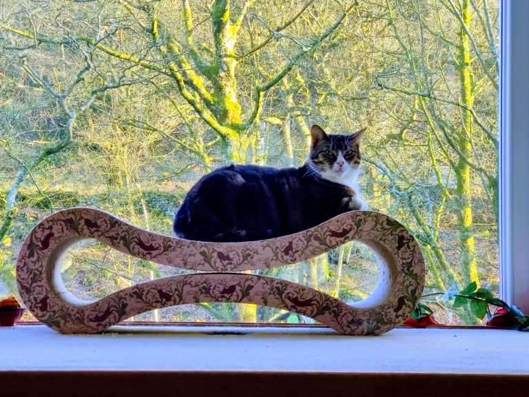 Tabby and white cat lying on a decorative cardboard scratcher on a windowsill