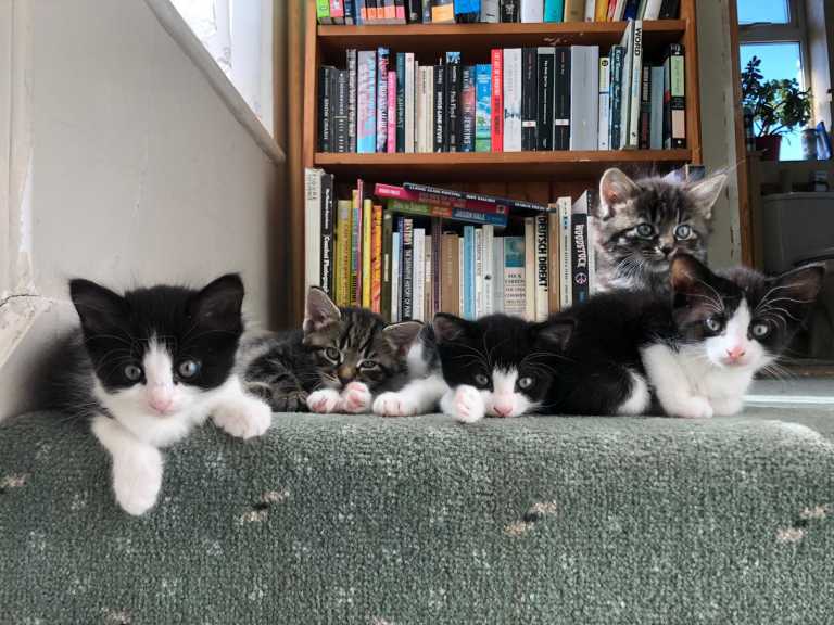 Five kittens on a carpeted stair step in front of a bookcase