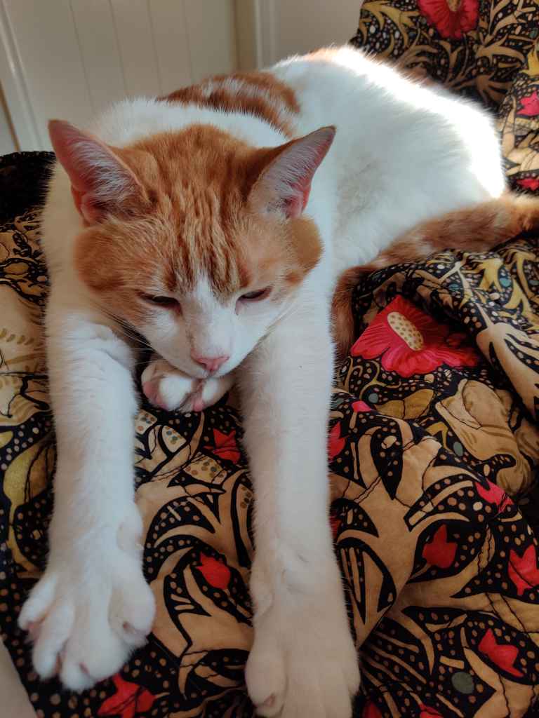 Ginger and white cat lying on floral fabric licking its paw