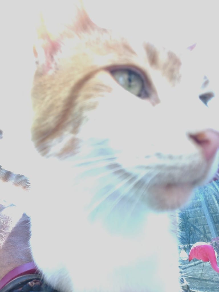 Close-up of a cat's face with a pink flamingo in the background