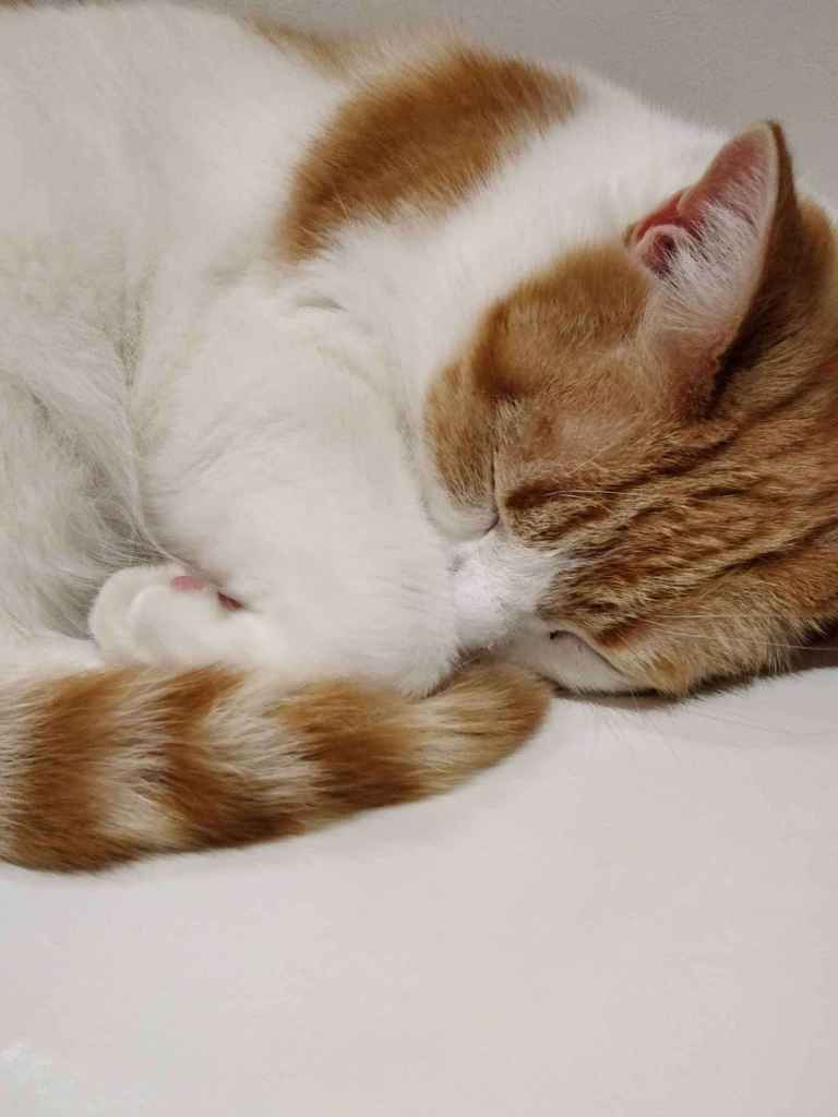 Ginger and white cat sleeping curled up on white surface with tail wrapped around