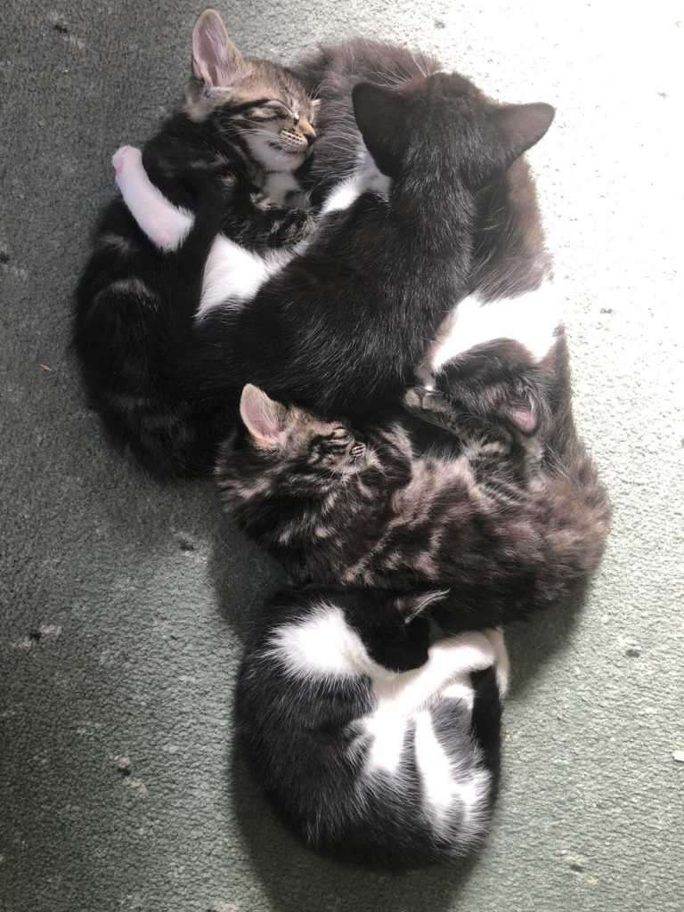 Two visiting cats together