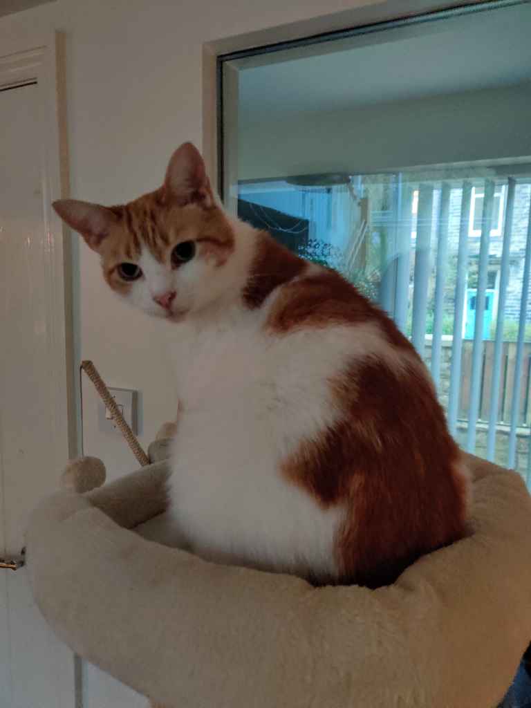 Ginger and white cat sitting in a plush cat bed