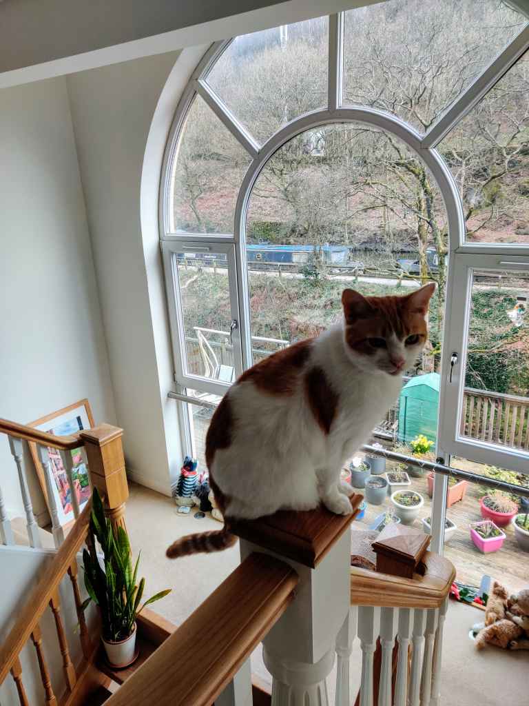 Ginger and white cat sits on a wooden railing by a large window