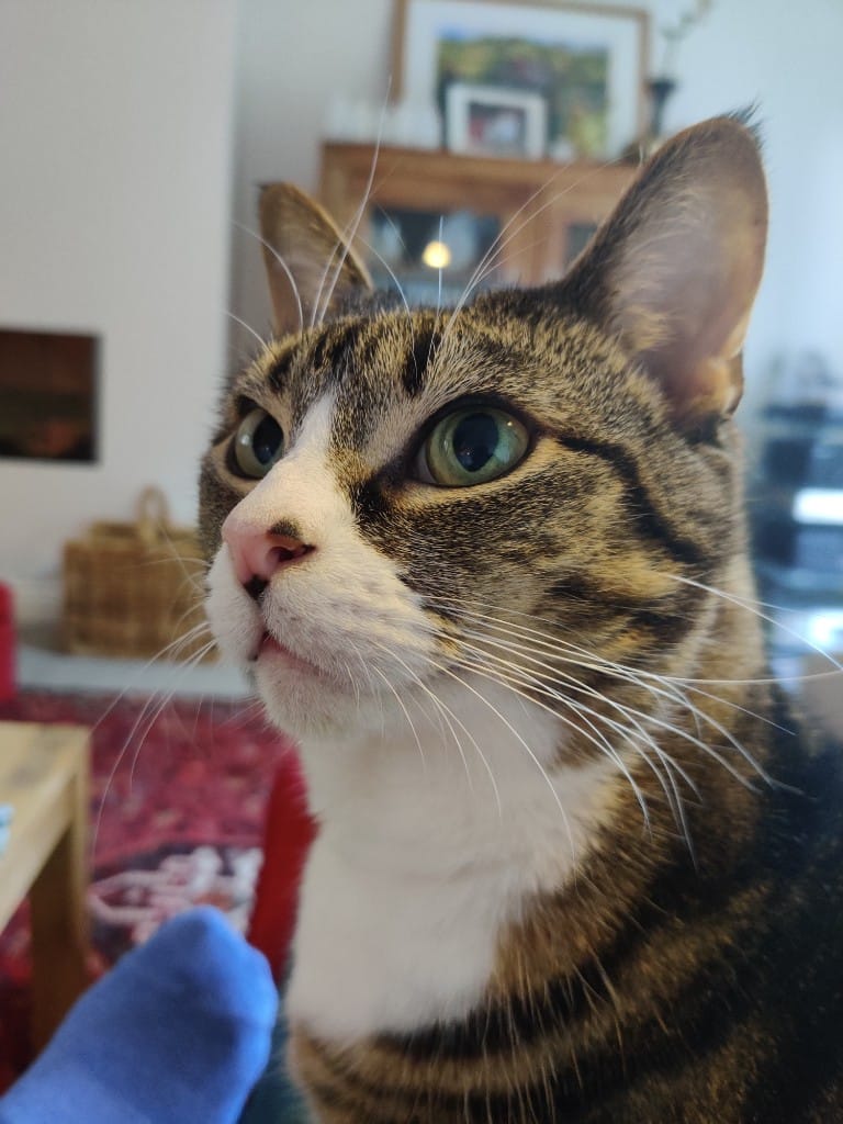 Close-up of a tabby cat's face with green eyes and pink nose