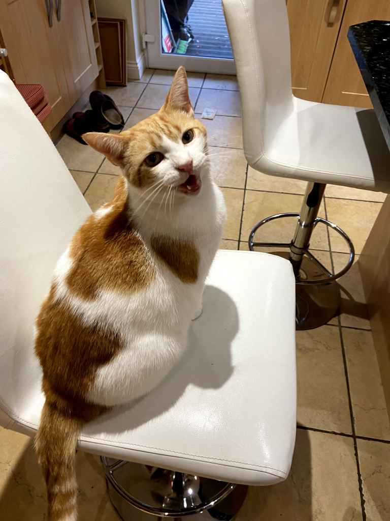 Ginger and white cat sitting on a white chair, looking up