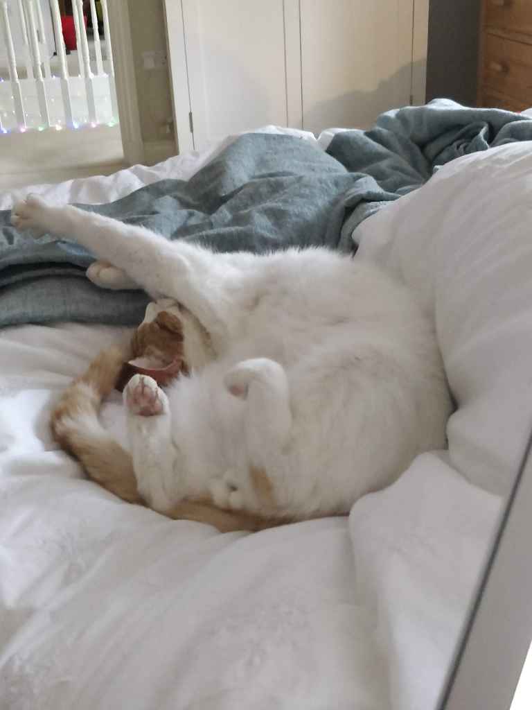 Cat curled up sleeping on a bed with blankets
