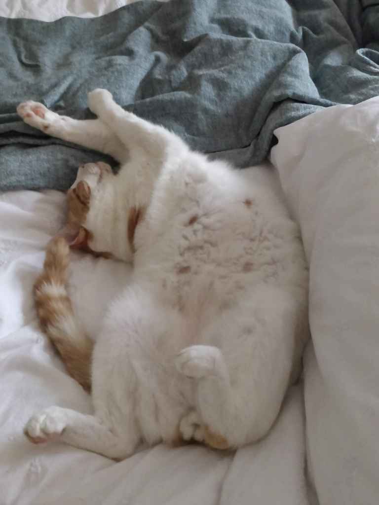 Ginger and white cat sleeping on its back on a bed
